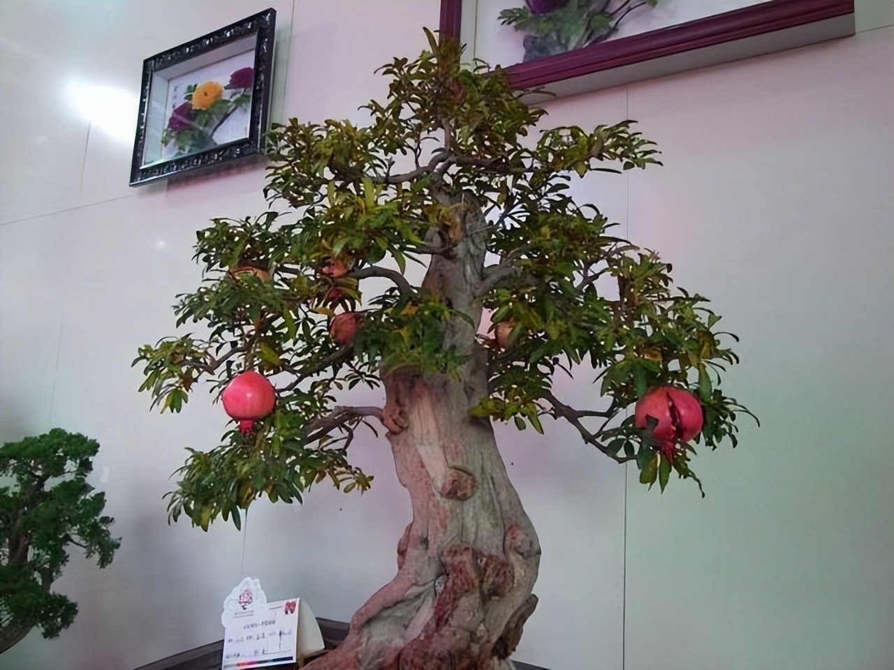 Trồng 6 loại c&acirc;y phong thủy trước nh&agrave; để t&agrave;i lộc &ugrave;n &ugrave;n k&eacute;o đến - Ảnh 4.