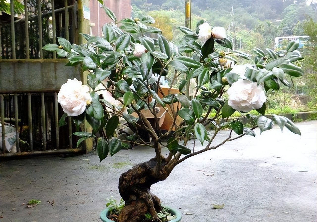 Trồng 6 loại c&acirc;y phong thủy trước nh&agrave; để t&agrave;i lộc &ugrave;n &ugrave;n k&eacute;o đến - Ảnh 5.