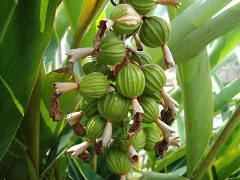 Loại hạt đắt đỏ bậc nhất thế giới, 2 triệu đồng/kg, ở Việt Nam trồng bạt ngàn - Ảnh 1.