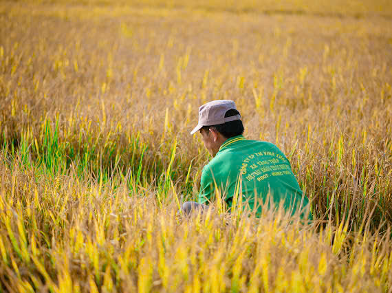 M&ugrave;a gặt "v&agrave;ng" ở miền đất v&otilde; - Ảnh 6.