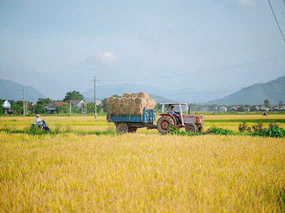 M&ugrave;a gặt "v&agrave;ng" ở miền đất v&otilde; - Ảnh 2.