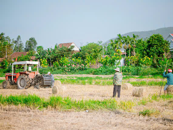 M&ugrave;a gặt "v&agrave;ng" ở miền đất v&otilde; - Ảnh 7.