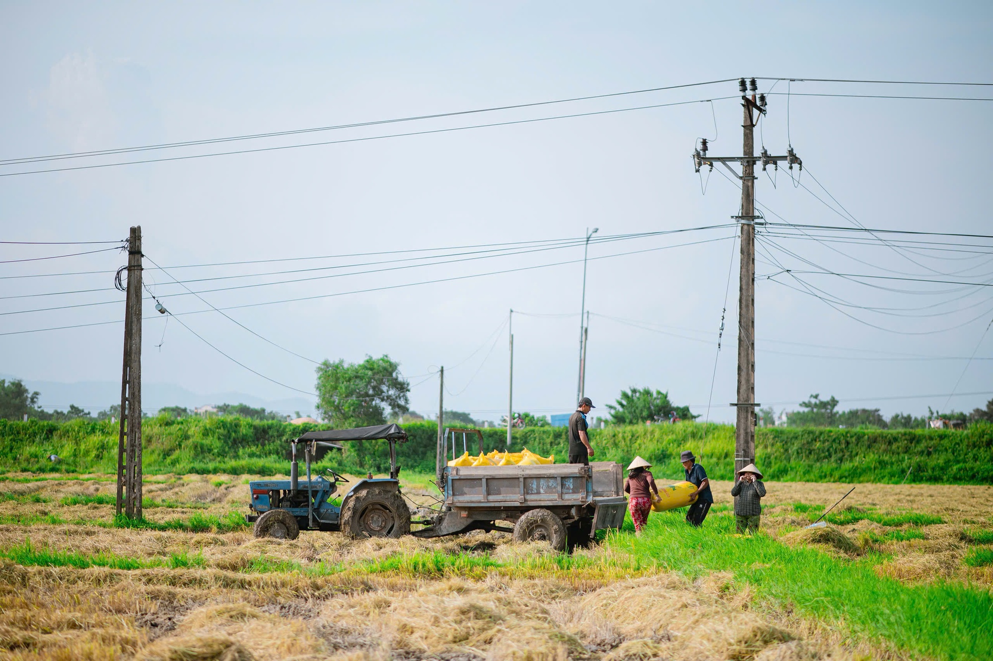M&ugrave;a gặt "v&agrave;ng" ở miền đất v&otilde; - Ảnh 4.