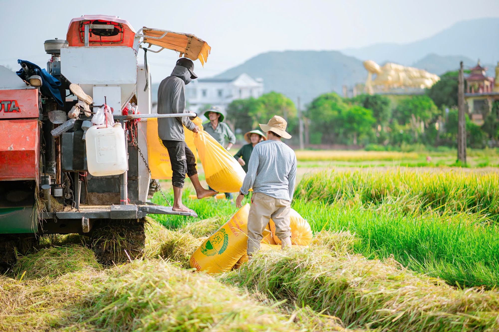 M&ugrave;a gặt "v&agrave;ng" ở miền đất v&otilde; - Ảnh 3.