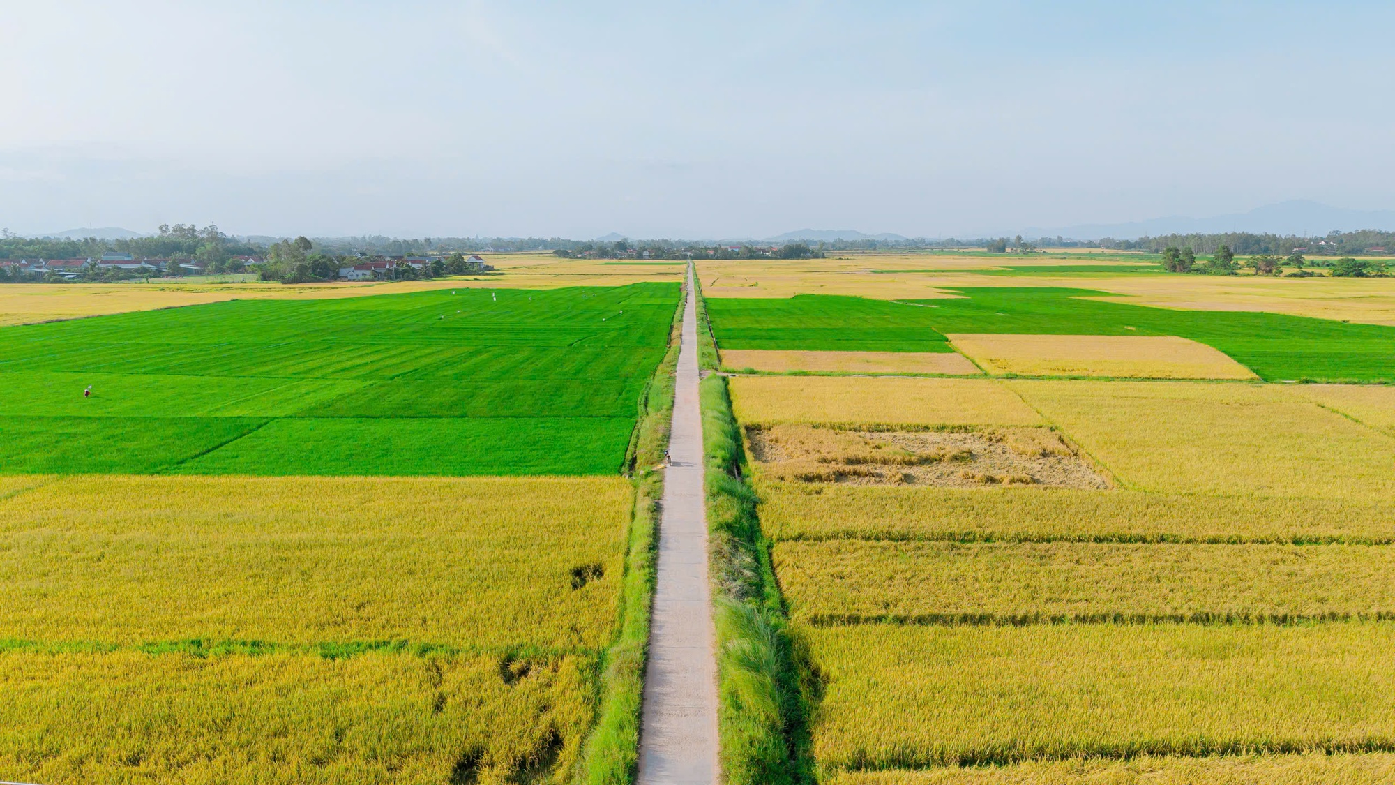 M&ugrave;a gặt "v&agrave;ng" ở miền đất v&otilde; - Ảnh 1.