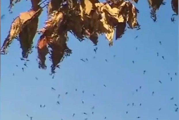 Cây cối ven Tây Hồ ở Trung Quốc đồng loạt liên tục "nhả khói", chuyên gia lập tức vào cuộc - Ảnh 2.