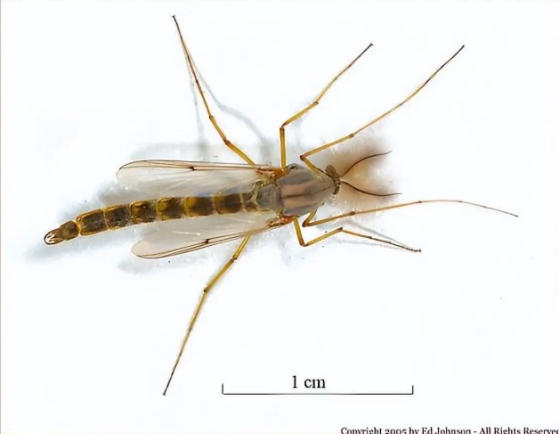 Cây cối ven Tây Hồ ở Trung Quốc đồng loạt liên tục "nhả khói", chuyên gia lập tức vào cuộc - Ảnh 3.