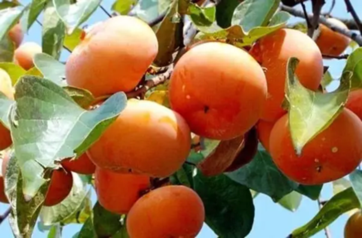 Loại Quả Mùa Thu Loại Quả Mùa Thu