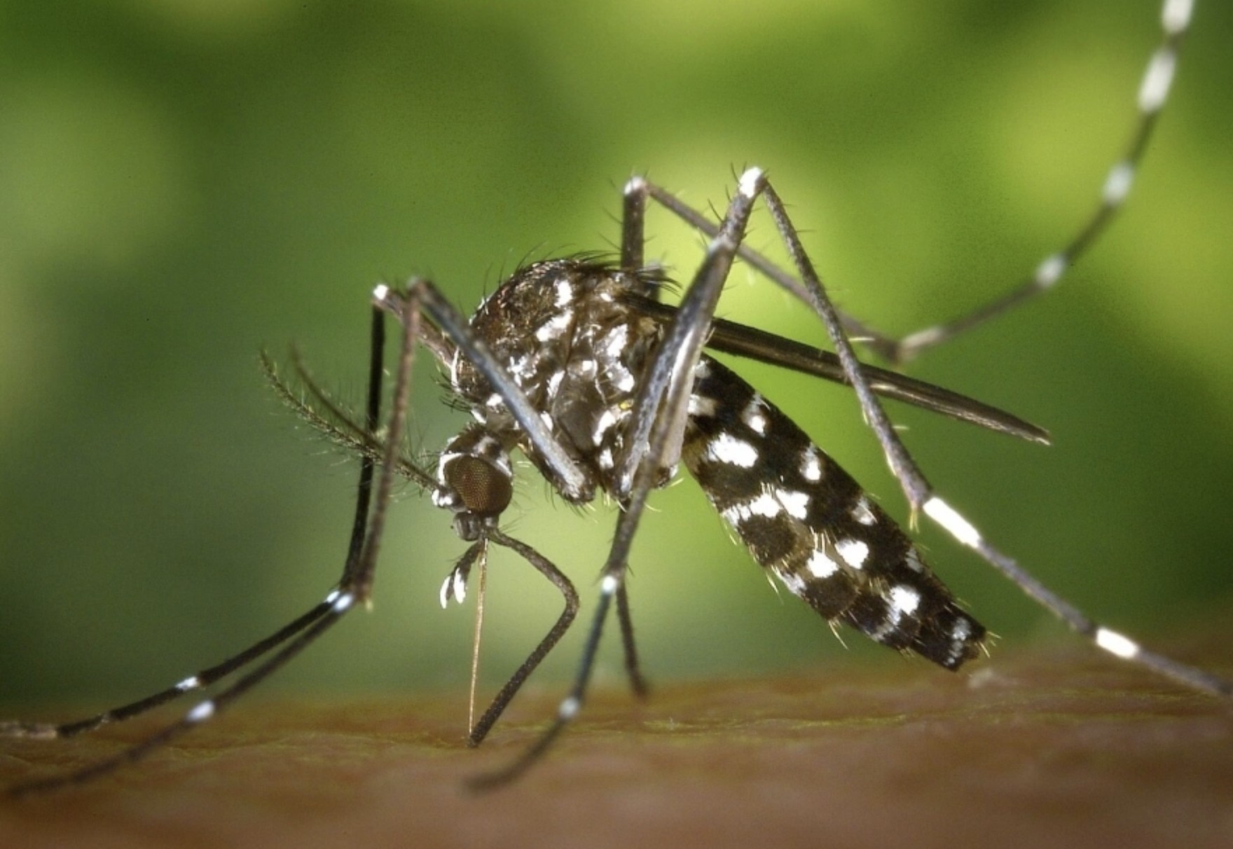 Bộ Y tế bác thông tin Việt Nam xuất hiện ca bệnh Chikungunya - Ảnh 1.