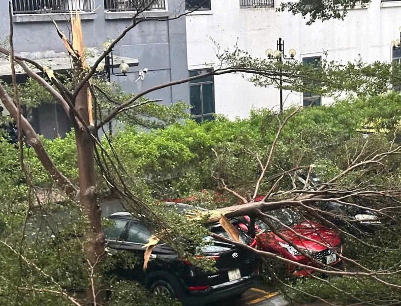 Hàng ngàn cây xanh , cột điện gãy đổ sau bão số 5 tại Nghệ An - Ảnh 2.