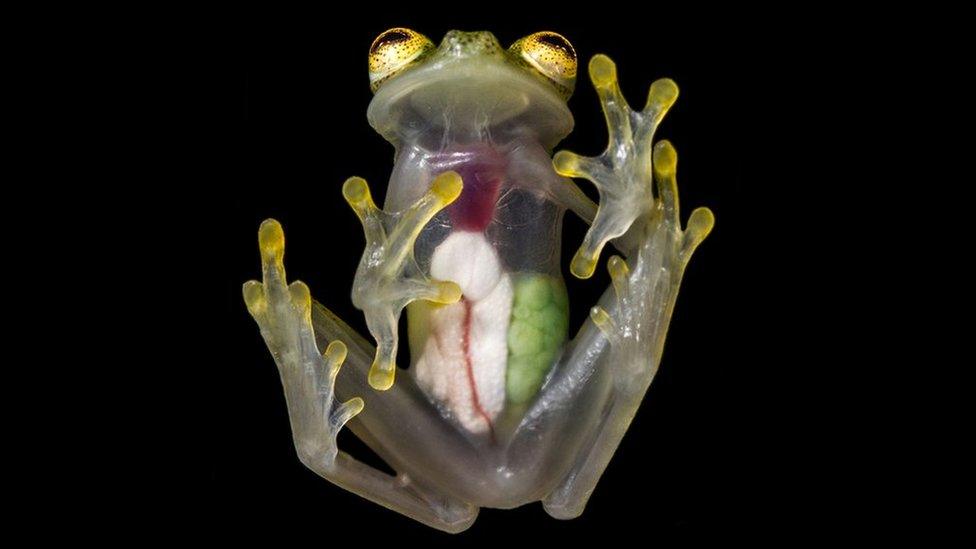 Loài vật kỳ dị bậc nhất thế giới, có thể nhìn xuyên thấu cơ quan nội tạng bên trong- Ảnh 1.
