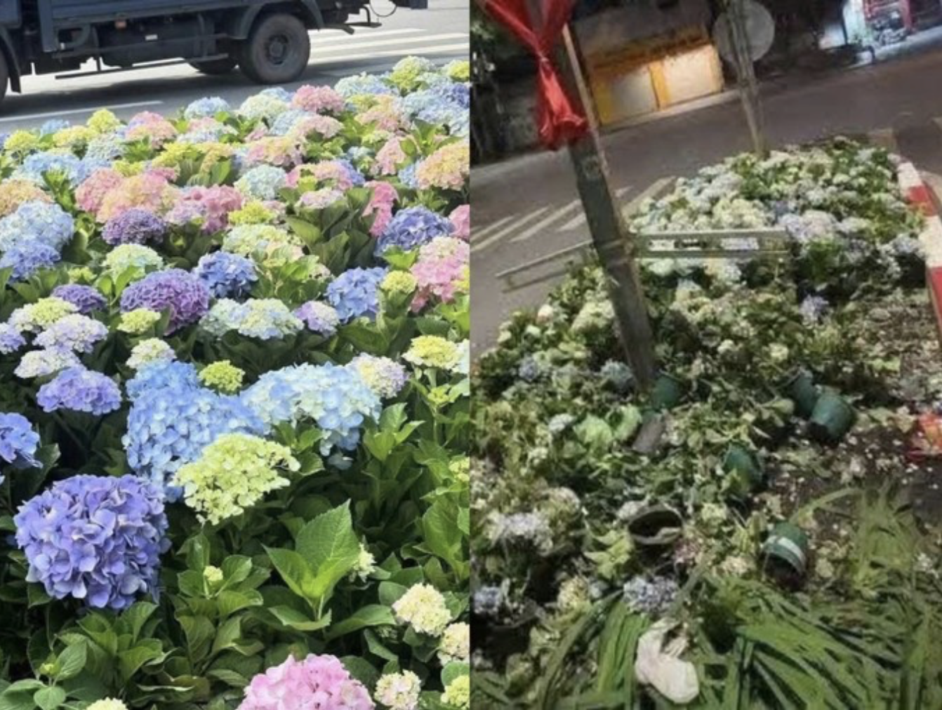 Gần 5.000 m2 hoa, cây cảnh bị mất, hư hỏng sau 2 buổi tổng hợp luyện diễu binh- Ảnh 1. Gần 5.000 m2 hoa, cây cảnh bị mất, hư hỏng sau 2 buổi tổng hợp luyện diễu binh- Ảnh 1.