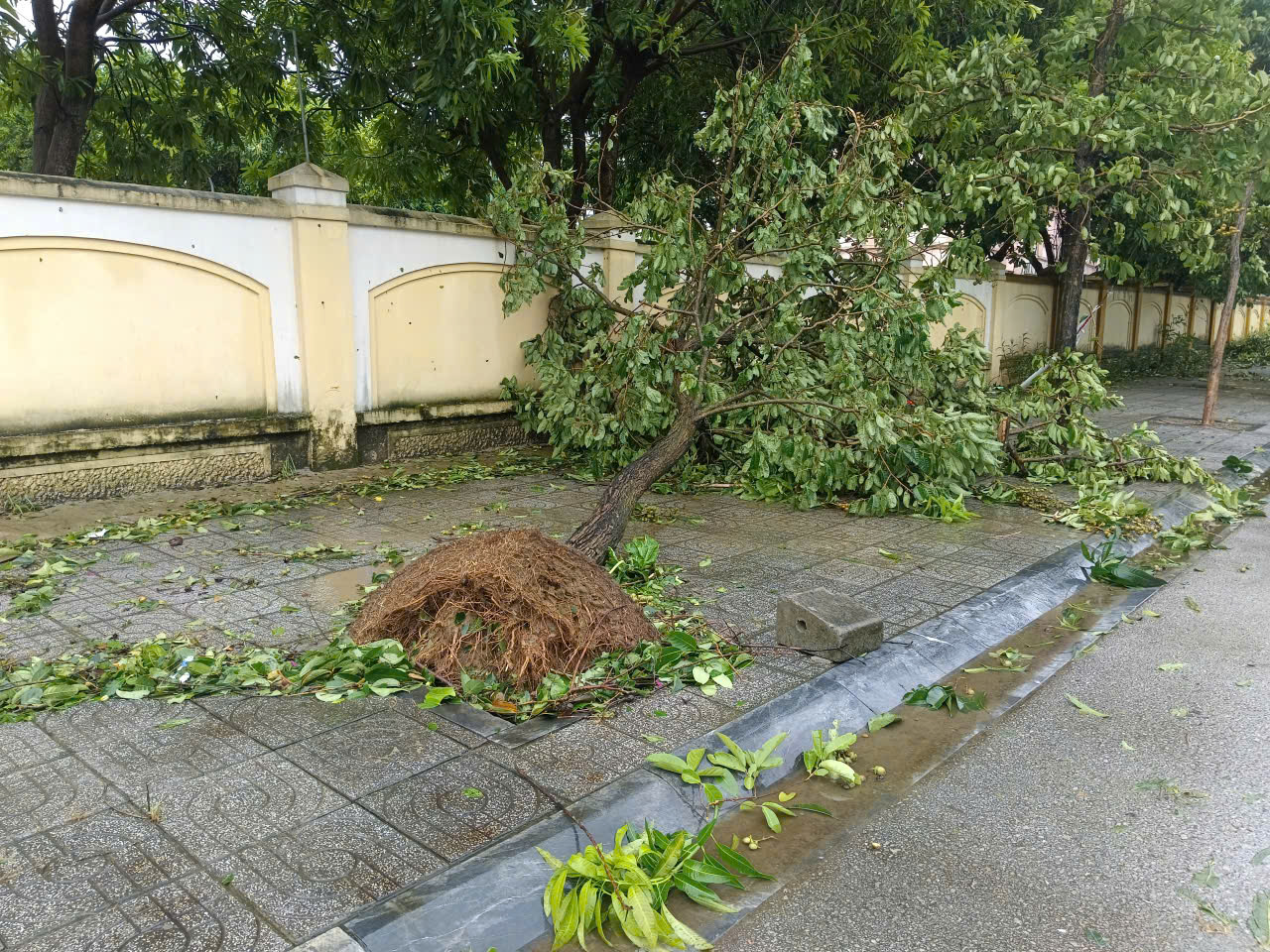Hàng ngàn cây xanh , cột điện gãy đổ sau bão số 5 tại Nghệ An - Ảnh 9.