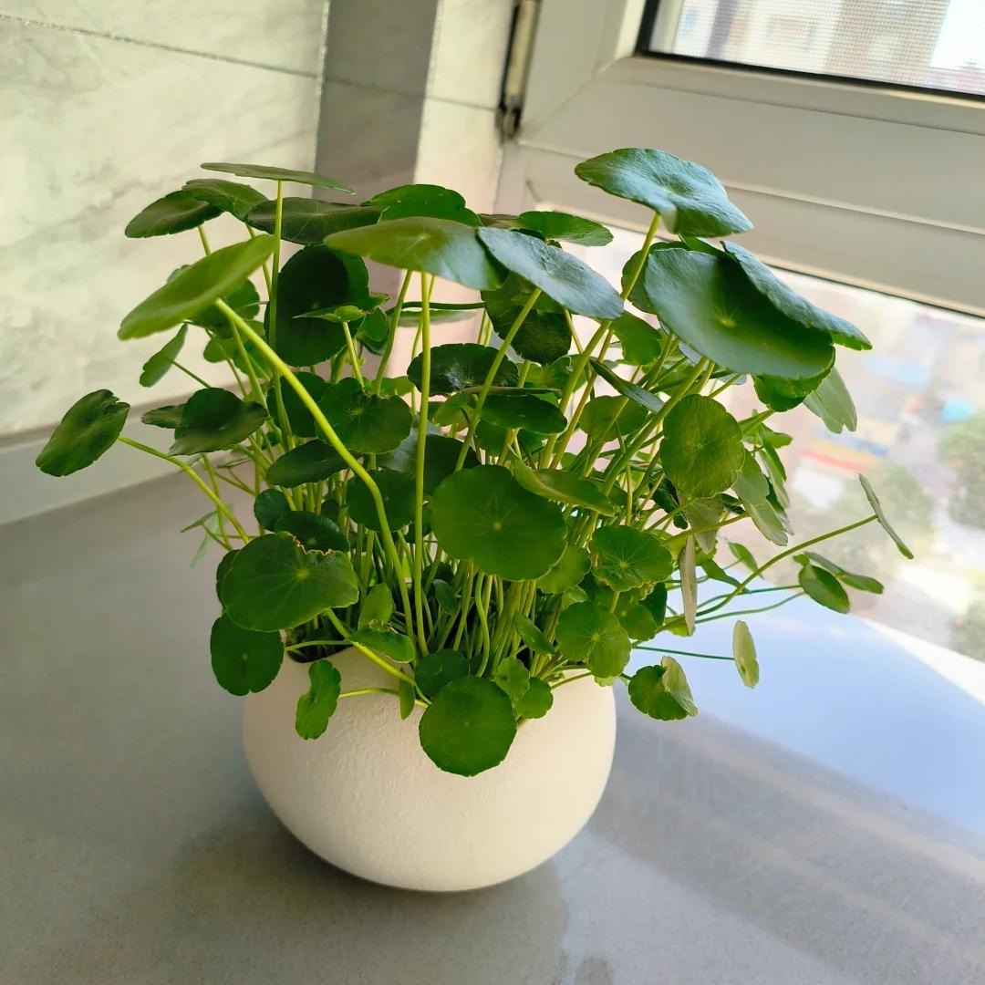 Lo&agrave;i c&acirc;y được v&iacute; như "ng&acirc;n khố sống", nhưng đặt sai chỗ th&igrave; gia sản ti&ecirc;u tan như c&aacute;t bụi- Ảnh 2.