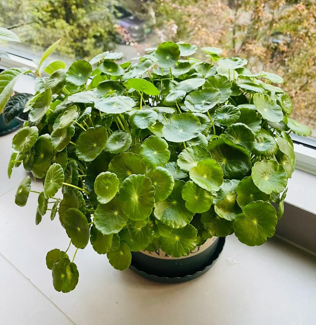 Lo&agrave;i c&acirc;y được v&iacute; như "ng&acirc;n khố sống", nhưng đặt sai chỗ th&igrave; gia sản ti&ecirc;u tan như c&aacute;t bụi- Ảnh 3.