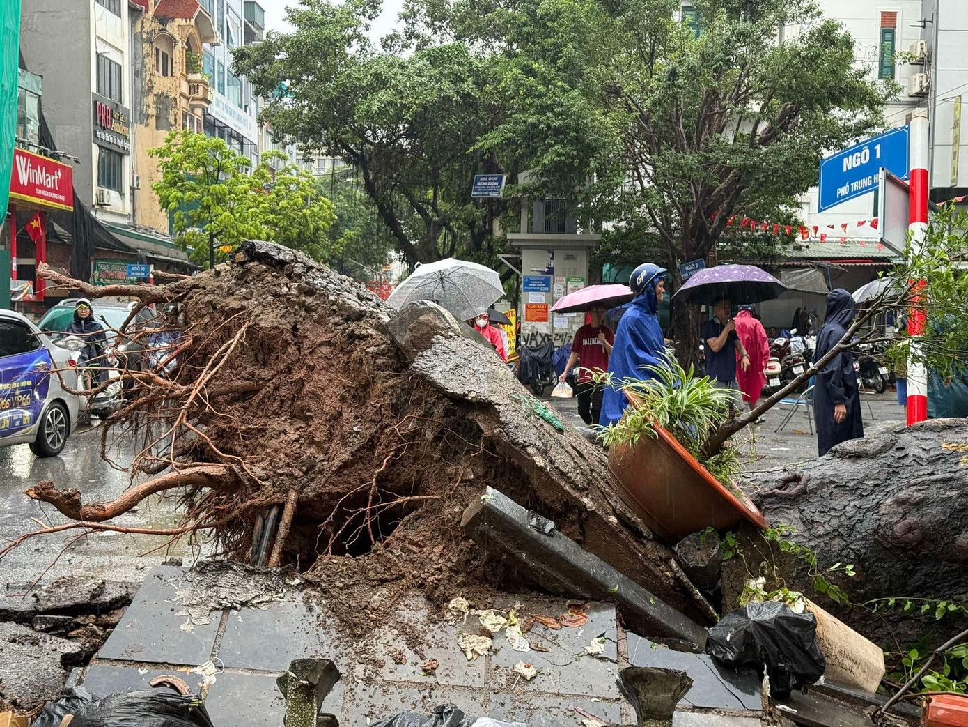Cây xà cừ cổ thụ đổ đè bẹp ô tô trên phố Trung Kính , Hà Nội - Ảnh 2. Cây xà cừ cổ thụ đổ đè bẹp ô tô trên phố Trung Kính , Hà Nội - Ảnh 2.