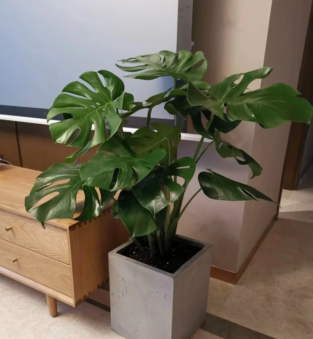 Người giàu bí mật trồng 5 cây cảnh trong nhà: Vận khí thăng hoa, "ăn sạch" bụi bẩn như chưa từng tồn tại- Ảnh 2.