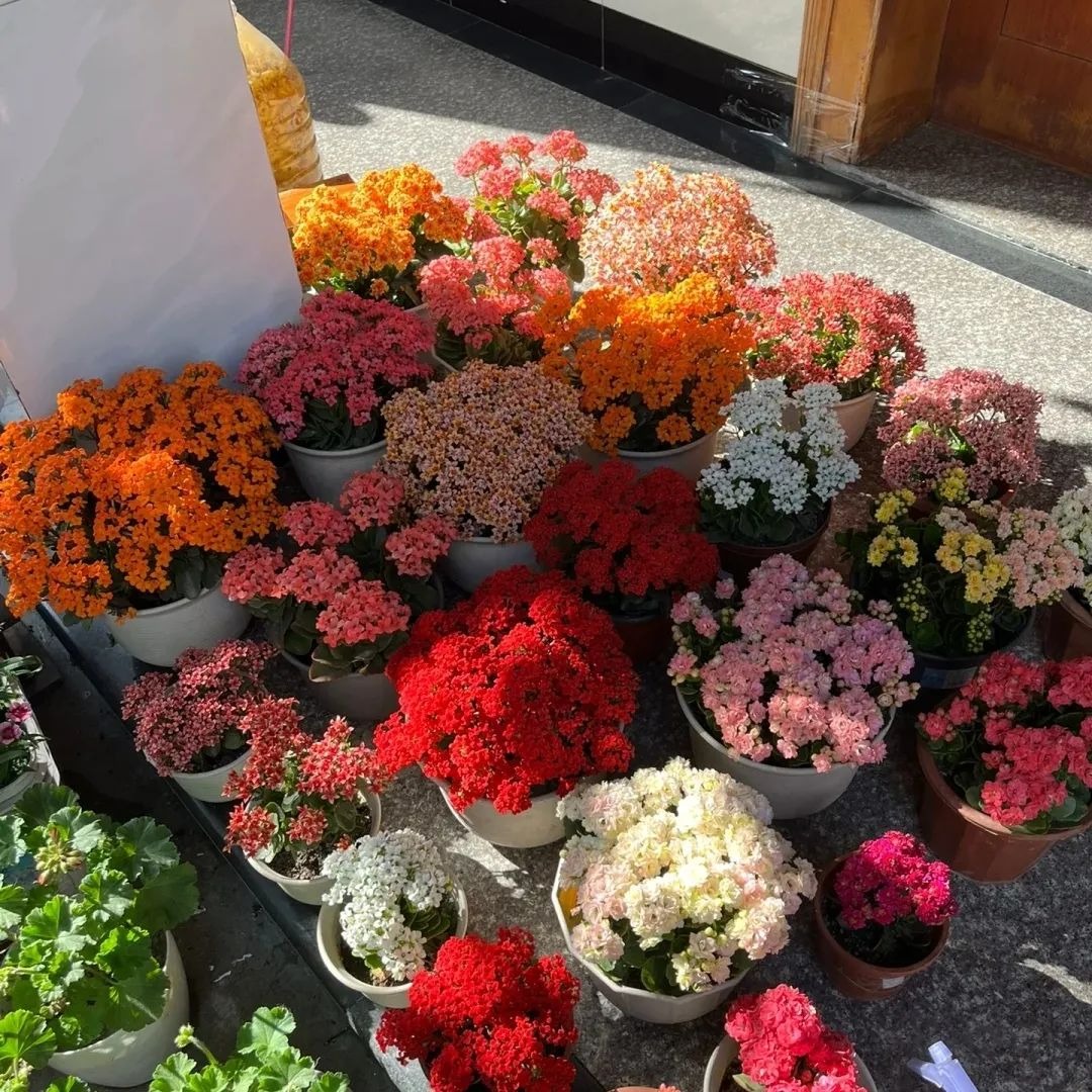 Người giàu bí mật trồng 5 cây cảnh trong nhà: Vận khí thăng hoa, "ăn sạch" bụi bẩn như chưa từng tồn tại- Ảnh 3.