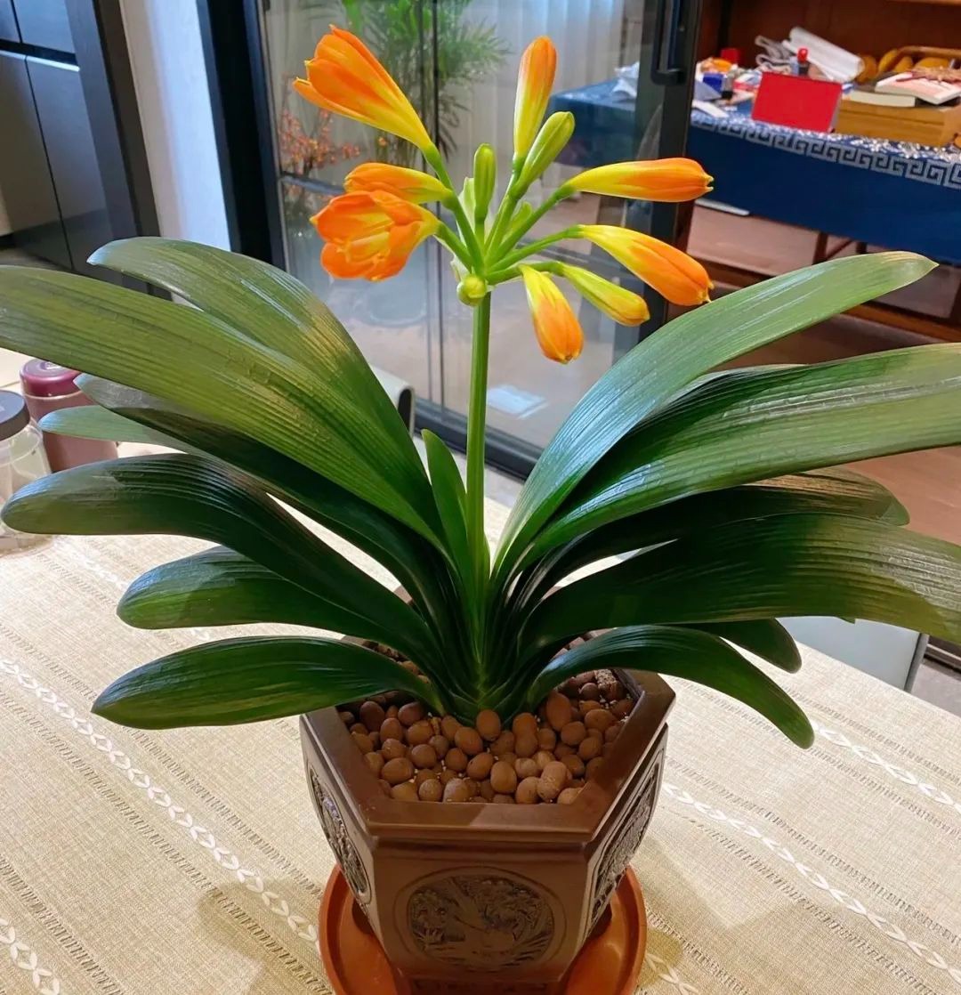 Người giàu bí mật trồng 5 cây cảnh trong nhà: Vận khí thăng hoa, "ăn sạch" bụi bẩn như chưa từng tồn tại- Ảnh 4.