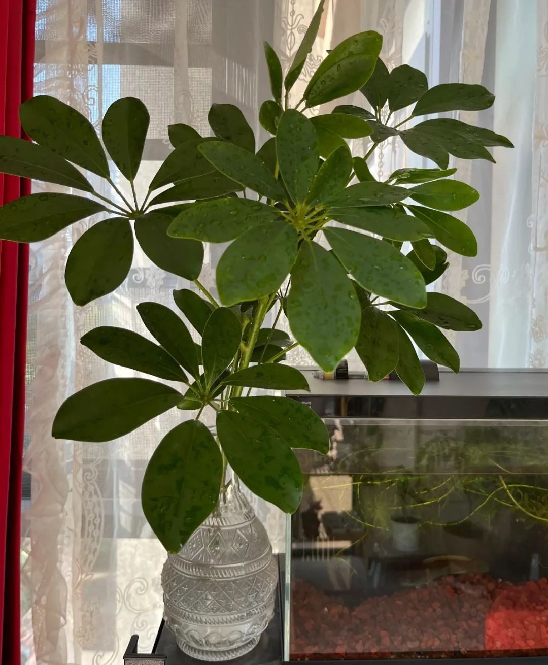 Người giàu bí mật trồng 5 cây cảnh trong nhà: Vận khí thăng hoa, "ăn sạch" bụi bẩn như chưa từng tồn tại- Ảnh 5.