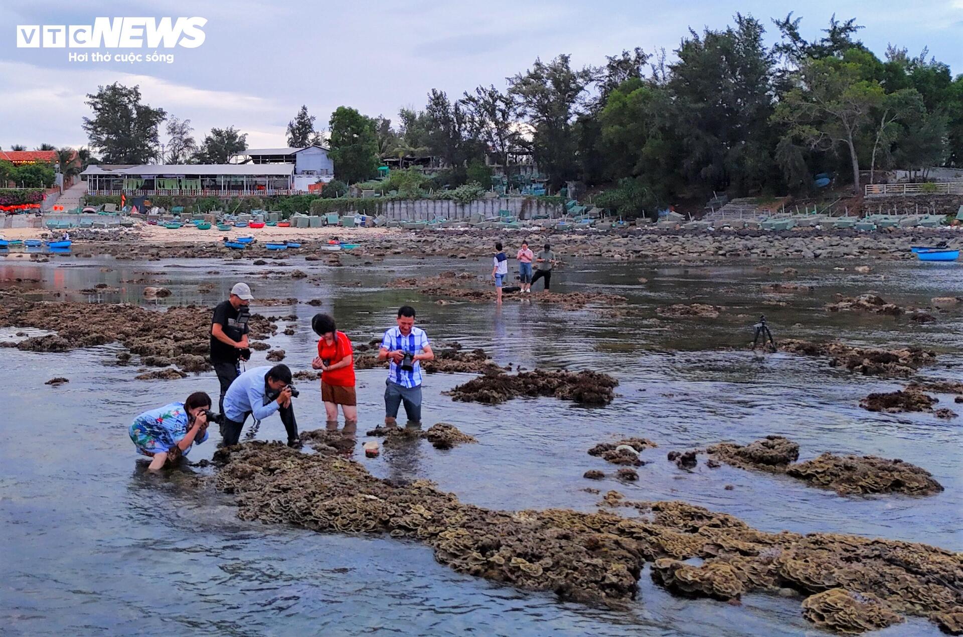 Khám phá san hô Nhơn Lý tuyệt đẹp tại vùng biển Gia Lai và Đắk Lắk mùa nước cạn - Ảnh 18. Khám phá san hô Nhơn Lý tuyệt đẹp tại vùng biển Gia Lai và Đắk Lắk mùa nước cạn - Ảnh 18.
