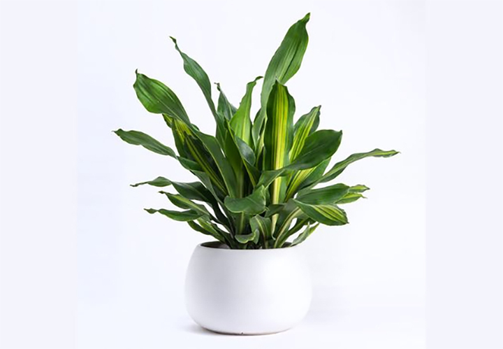 Người mệnh Hỏa hợp trồng cây cảnh gì để thu hút tài lộc và may mắn? - Ảnh 1.