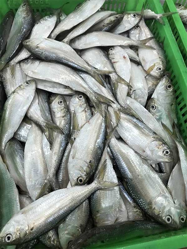 Loại cá được ví như "thuốc bổ từ biển", rẻ hơn cá hồi, cá ngừ nhưng nhiều chất không kém: Thịt béo, dễ nấu - Ảnh 2.