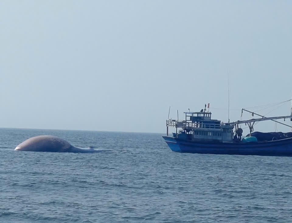 Ph&aacute;t hiện c&aacute; voi nặng gần 8 tấn lụy gần bờ, ngư d&acirc;n hợp sức đưa v&agrave;o ch&ocirc;n cất- Ảnh 1.