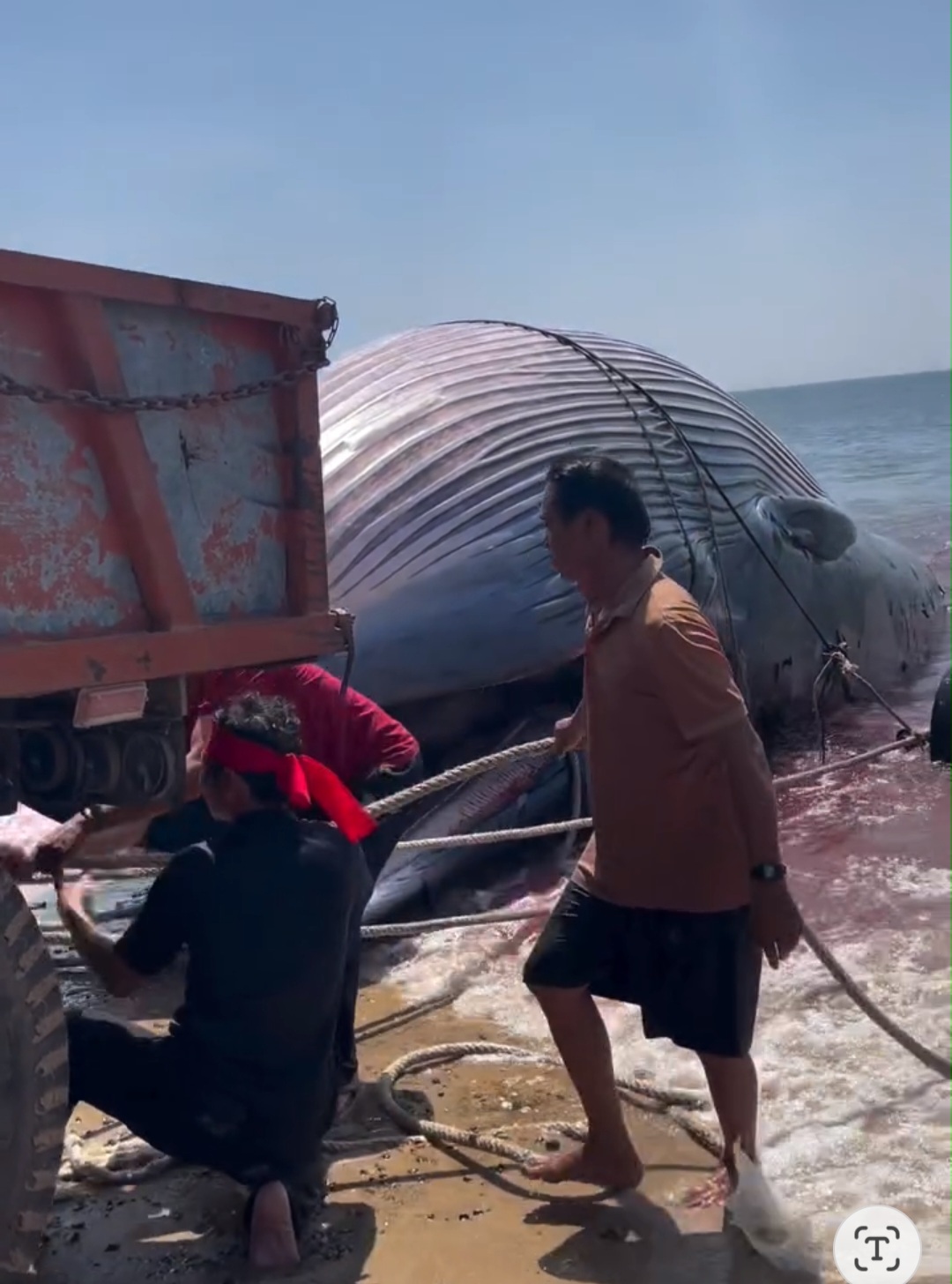 Ph&aacute;t hiện c&aacute; voi nặng gần 8 tấn lụy gần bờ, ngư d&acirc;n hợp sức đưa v&agrave;o ch&ocirc;n cất- Ảnh 3.