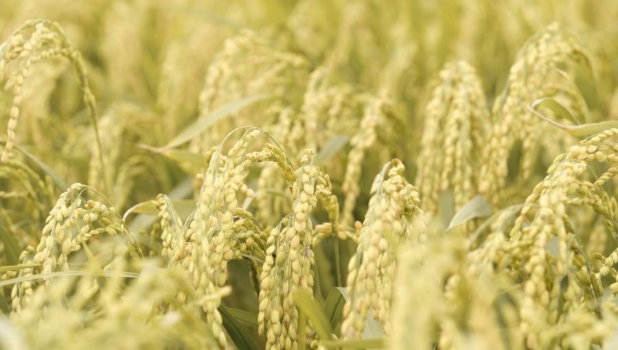 Bê bối gạo giả rúng động đất nước, đích thân Tổng thống chỉ đạo điều tra: 6 công ty gạo lớn bị nghi cầm đầu, trên 200 tấn gạo nhái bị thu giữ, người tiêu dùng chịu thiệt hơn 6 tỷ USD - Ảnh 1. Bê bối gạo giả rúng động đất nước, đích thân Tổng thống chỉ đạo điều tra: 6 công ty gạo lớn bị nghi cầm đầu, trên 200 tấn gạo nhái bị thu giữ, người tiêu dùng chịu thiệt hơn 6 tỷ USD - Ảnh 1.