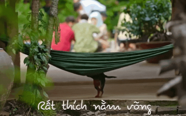 Trung bình nhà ở miền Tây đều có võng: Sức hút này bắt nguồn từ đâu? Vì sao ai cũng mê?- Ảnh 6. Trung bình nhà ở miền Tây đều có võng: Sức hút này bắt nguồn từ đâu? Vì sao ai cũng mê?- Ảnh 6.