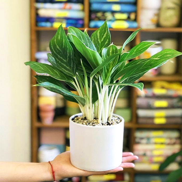 Người mệnh Thủy nên trồng cây gì? 6 loại cây phong thủy giúp dòng tiền luôn chảy vào nhà- Ảnh 4. Người mệnh Thủy nên trồng cây gì? 6 loại cây phong thủy giúp dòng tiền luôn chảy vào nhà- Ảnh 4.