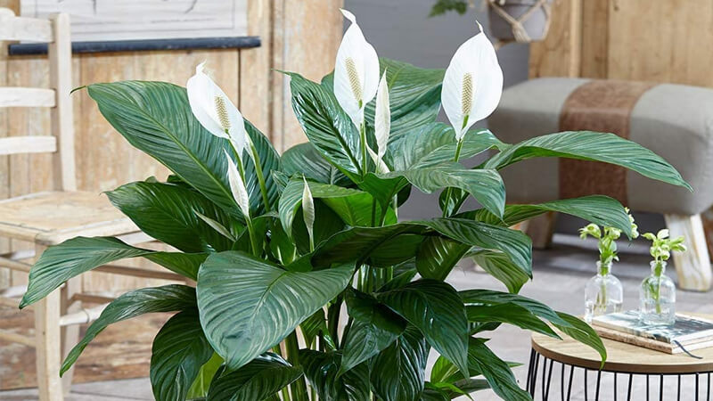 Người mệnh Thủy nên trồng cây gì? 6 loại cây phong thủy giúp dòng tiền luôn chảy vào nhà- Ảnh 2. Người mệnh Thủy nên trồng cây gì? 6 loại cây phong thủy giúp dòng tiền luôn chảy vào nhà- Ảnh 2.