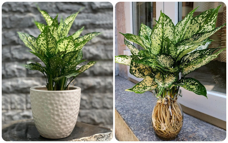 Người mệnh Thủy nên trồng cây gì? 6 loại cây phong thủy giúp dòng tiền luôn chảy vào nhà- Ảnh 3. Người mệnh Thủy nên trồng cây gì? 6 loại cây phong thủy giúp dòng tiền luôn chảy vào nhà- Ảnh 3.