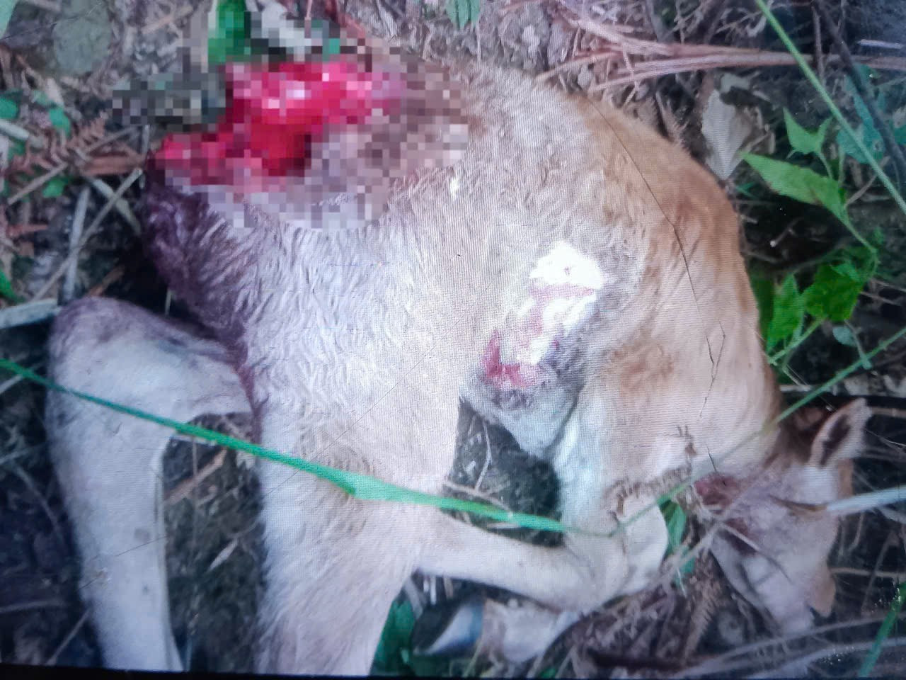 Giải m&atilde; th&ocirc;ng tin s&oacute;i rừng trở lại - B&agrave;i 1: Lần theo tung t&iacute;ch b&iacute; ẩn lo&agrave;i s&oacute;i tấn c&ocirc;ng gia s&uacute;c ở Điện Bi&ecirc;n - Ảnh 2.