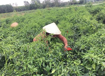 Không phải sầu riêng, một loại quả của Việt Nam được Mỹ, Lào đua nhau săn lùng: Thu hơn 140 tỷ kể từ đầu năm, được mệnh danh ‘một vốn mười lời’ - Ảnh 1. Không phải sầu riêng, một loại quả của Việt Nam được Mỹ, Lào đua nhau săn lùng: Thu hơn 140 tỷ kể từ đầu năm, được mệnh danh ‘một vốn mười lời’ - Ảnh 1.