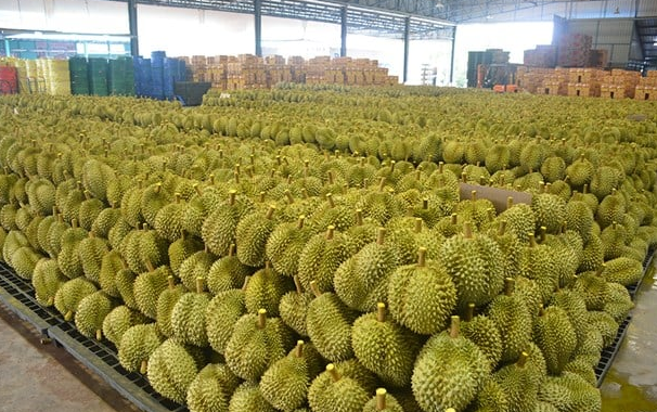 Trung Quốc vừa có bước đột phá mới trong nhập khẩu sầu riêng: Vận chuyển từ Đông Nam Á chỉ trong 1 tuần, xử lý 10.000 container mỗi năm - Ảnh 1. Trung Quốc vừa có bước đột phá mới trong nhập khẩu sầu riêng: Vận chuyển từ Đông Nam Á chỉ trong 1 tuần, xử lý 10.000 container mỗi năm - Ảnh 1.
