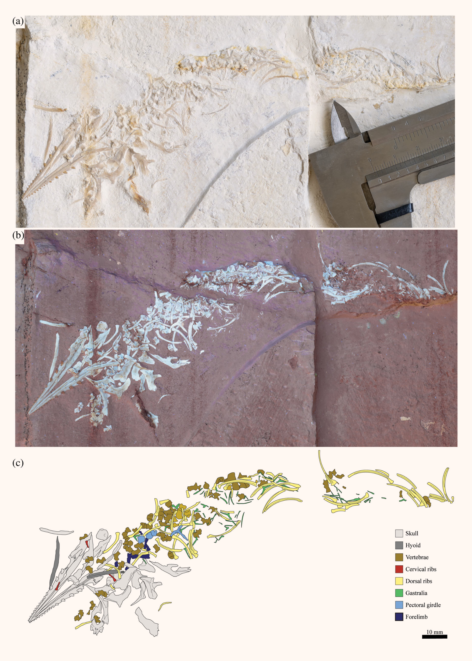 “Rồng quái vật” sơ sinh lộ diện ở Đức- Ảnh 2. “Rồng quái vật” sơ sinh lộ diện ở Đức- Ảnh 2.