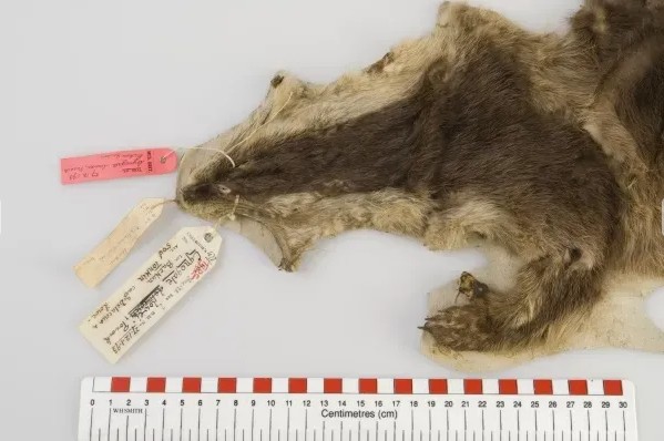 Loài vật Việt Nam quý hiếm bậc nhất hành tinh: Chỉ biết qua 1 mẫu da duy nhất, 90 năm chưa tìm được thêm - Ảnh 3.