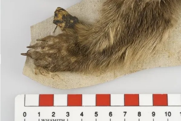 Loài vật Việt Nam quý hiếm bậc nhất hành tinh: Chỉ biết qua 1 mẫu da duy nhất, 90 năm chưa tìm được thêm - Ảnh 4.