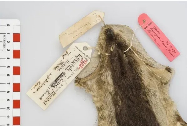 Loài vật Việt Nam quý hiếm bậc nhất hành tinh: Chỉ biết qua 1 mẫu da duy nhất, 90 năm chưa tìm được thêm - Ảnh 1.