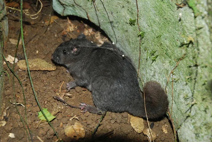 Điều thú vị về loài chuột "tuyệt chủng 11 triệu năm" xuất hiện tại Phong Nha - Kẻ Bàng - Ảnh 2. Điều thú vị về loài chuột "tuyệt chủng 11 triệu năm" xuất hiện tại Phong Nha - Kẻ Bàng - Ảnh 2.