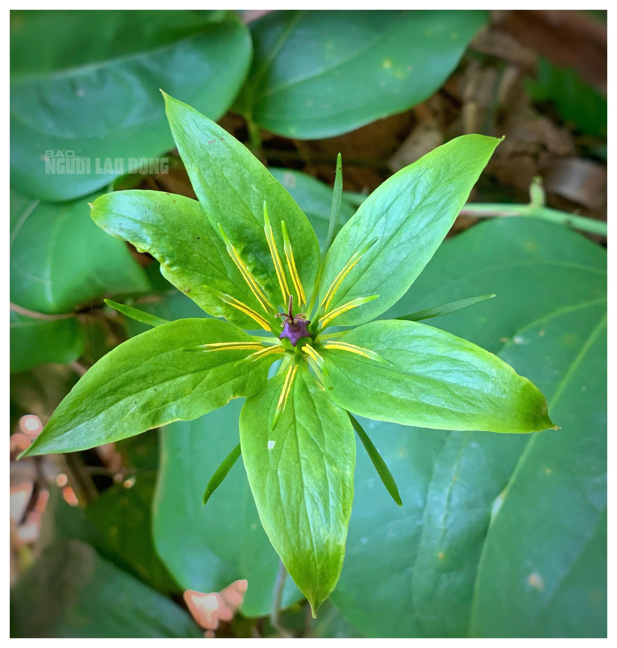 Cận cảnh loài dược liệu quý ẩn mình dưới tán rừng Quảng Trị- Ảnh 1.