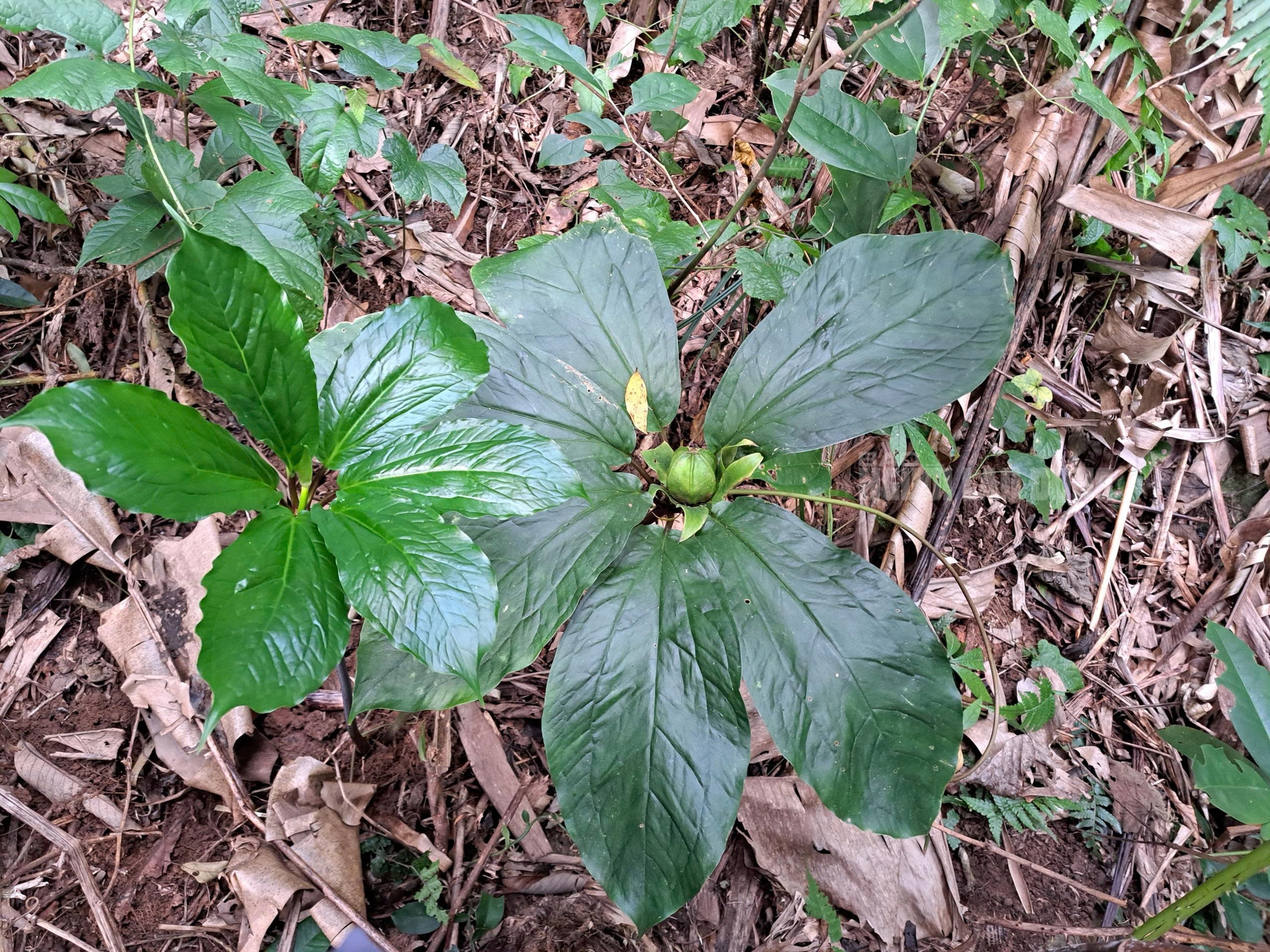 Cận cảnh loài dược liệu quý ẩn mình dưới tán rừng Quảng Trị- Ảnh 2.