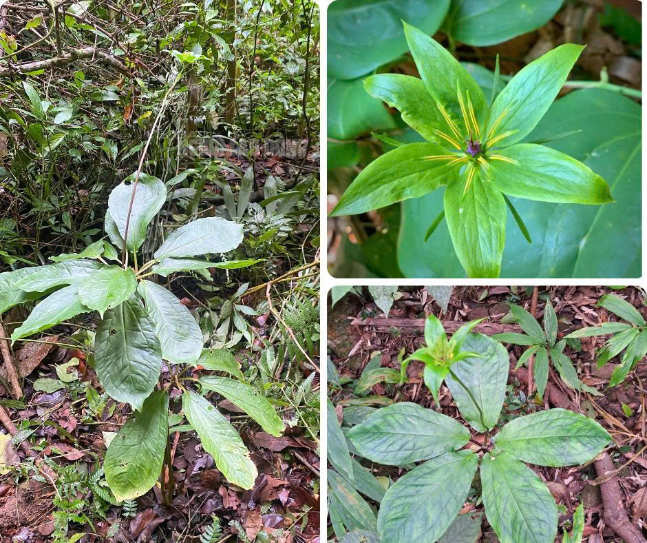 Cận cảnh loài dược liệu quý ẩn mình dưới tán rừng Quảng Trị- Ảnh 3.