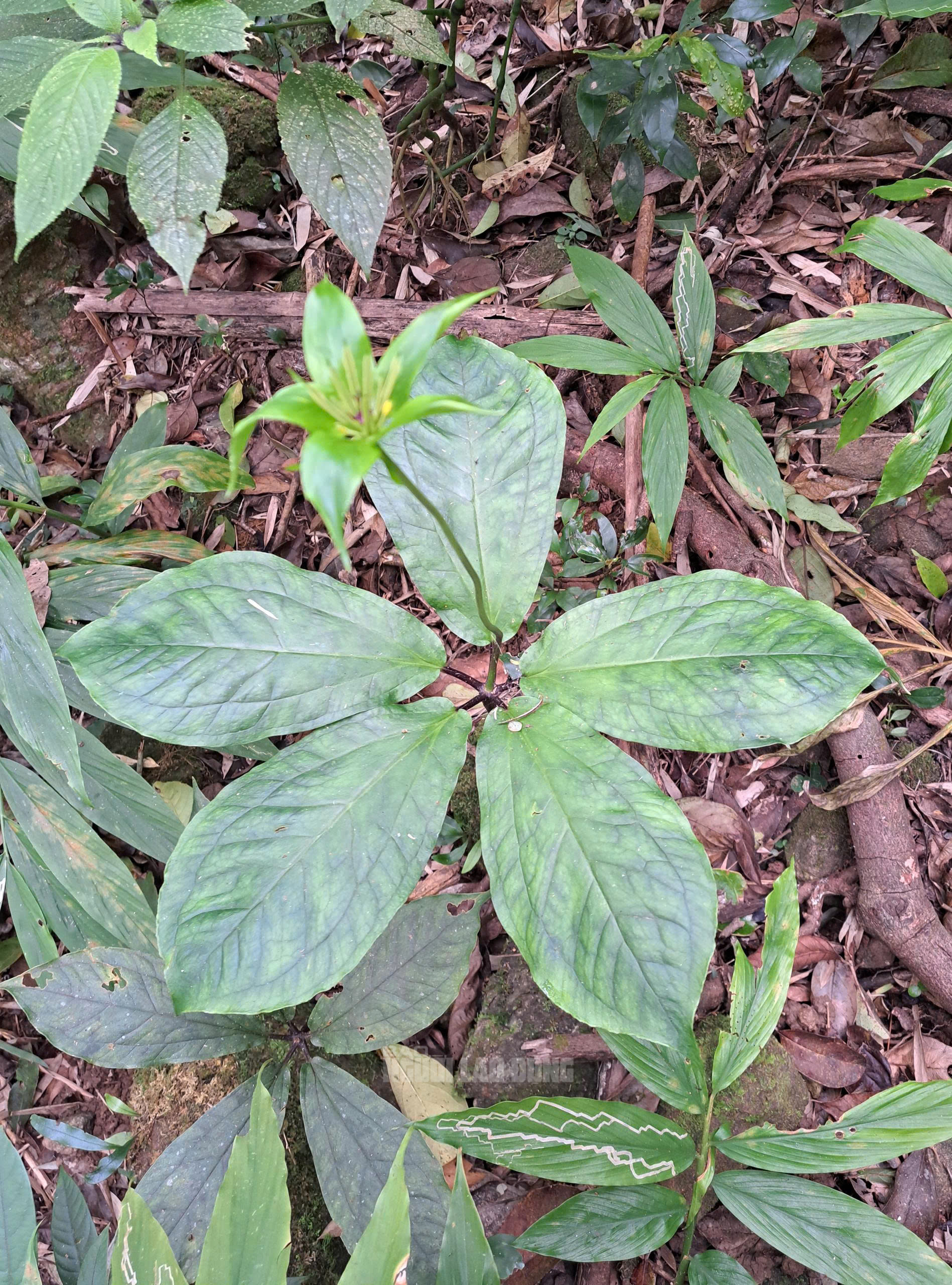 Cận cảnh loài dược liệu quý ẩn mình dưới tán rừng Quảng Trị- Ảnh 4.