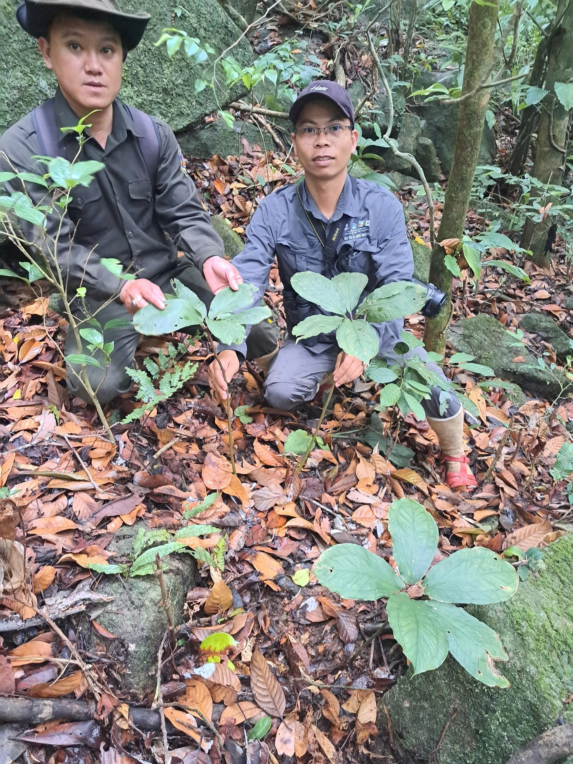 Cận cảnh loài dược liệu quý ẩn mình dưới tán rừng Quảng Trị- Ảnh 6.