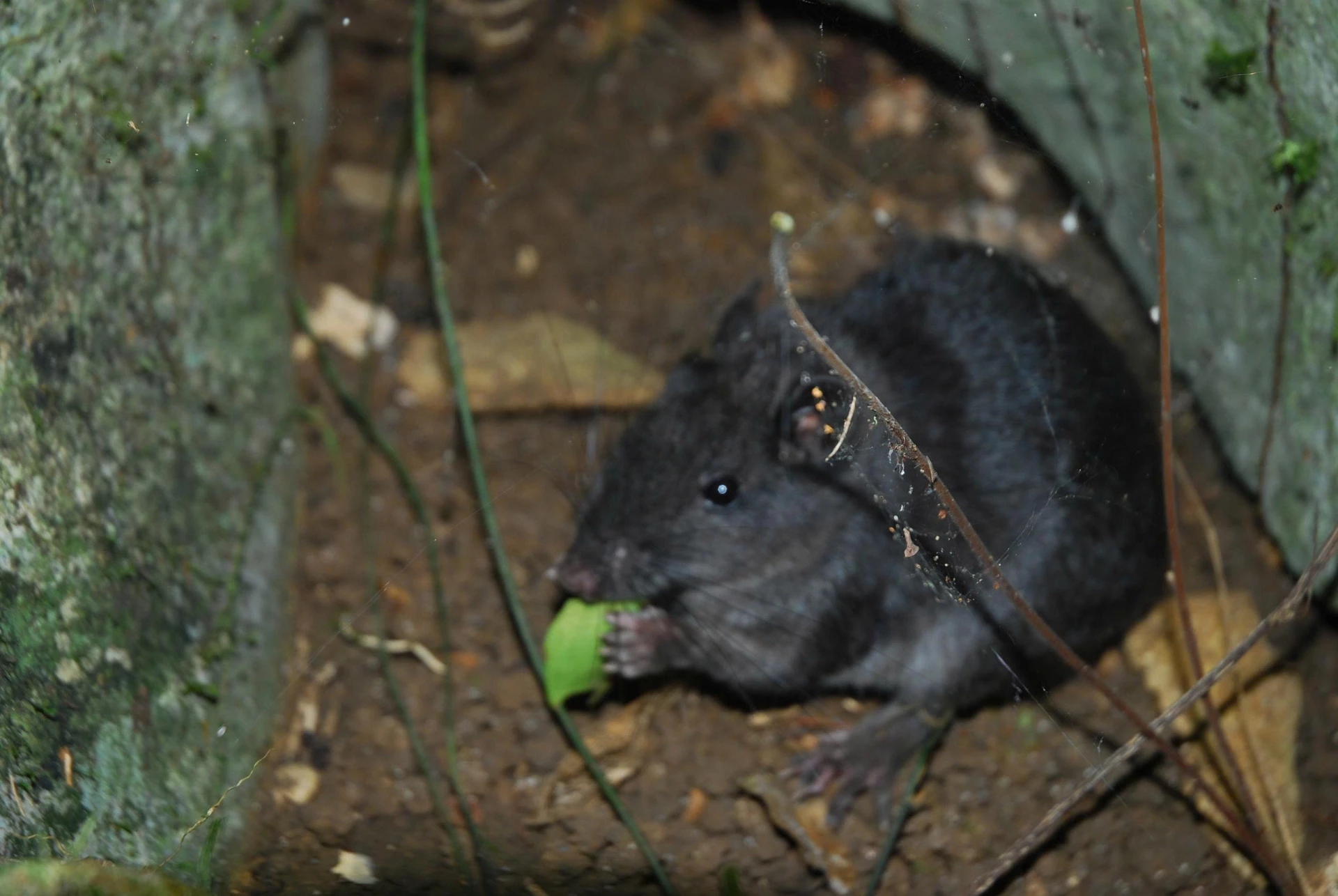Điều thú vị về loài chuột "tuyệt chủng 11 triệu năm" xuất hiện tại Phong Nha - Kẻ Bàng - Ảnh 3. Điều thú vị về loài chuột "tuyệt chủng 11 triệu năm" xuất hiện tại Phong Nha - Kẻ Bàng - Ảnh 3.