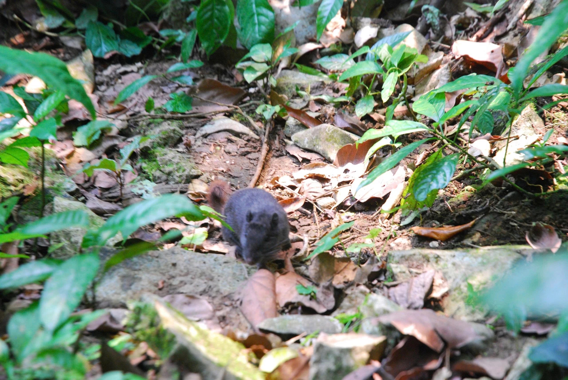 Điều thú vị về loài chuột "tuyệt chủng 11 triệu năm" xuất hiện tại Phong Nha - Kẻ Bàng - Ảnh 4. Điều thú vị về loài chuột "tuyệt chủng 11 triệu năm" xuất hiện tại Phong Nha - Kẻ Bàng - Ảnh 4.