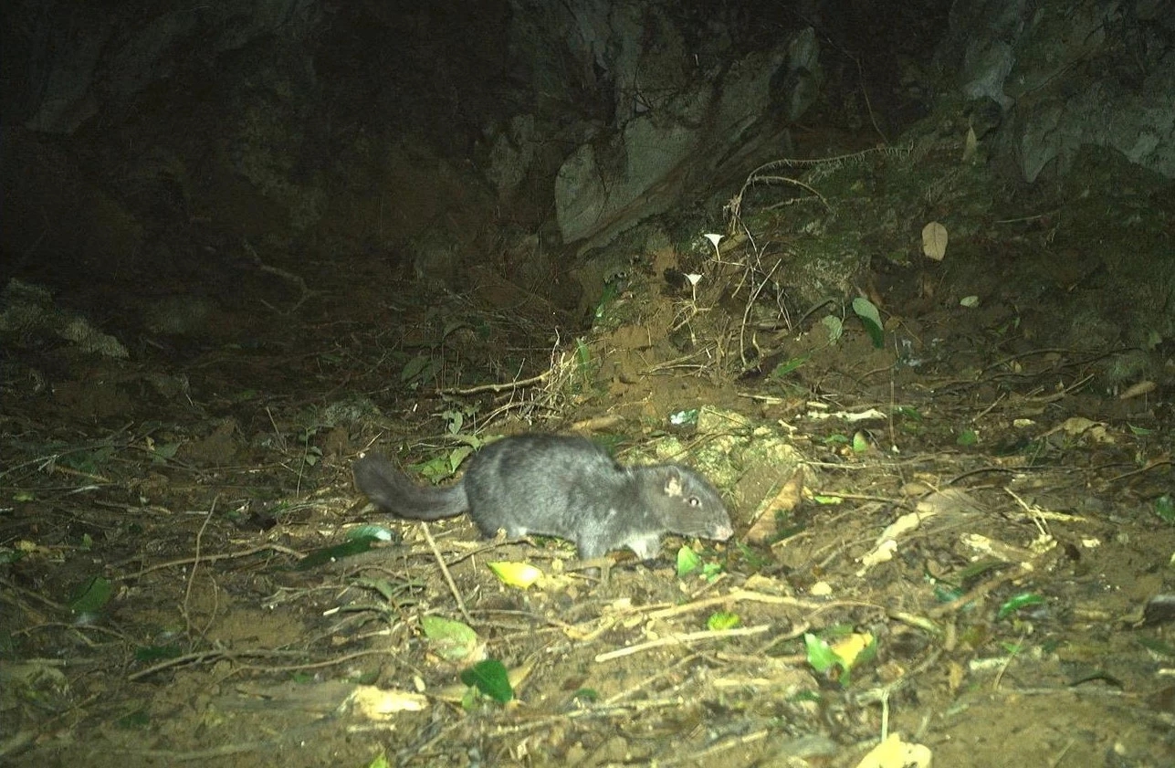 Điều thú vị về loài chuột "tuyệt chủng 11 triệu năm" xuất hiện tại Phong Nha - Kẻ Bàng - Ảnh 5. Điều thú vị về loài chuột "tuyệt chủng 11 triệu năm" xuất hiện tại Phong Nha - Kẻ Bàng - Ảnh 5.